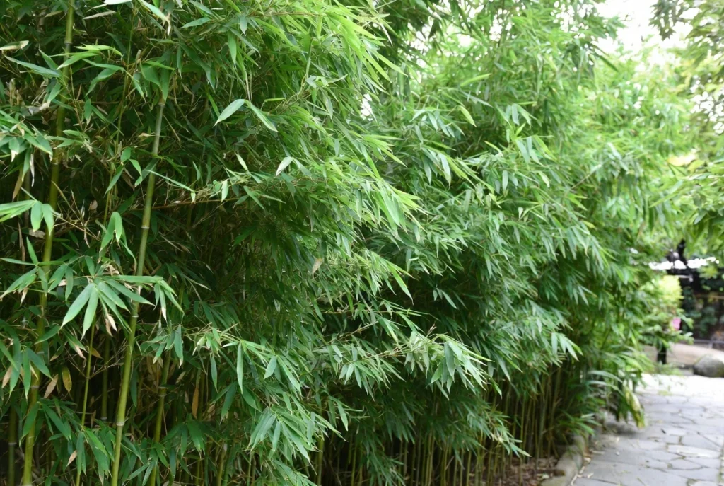 Bamboo Screening for Fast Natural Privacy