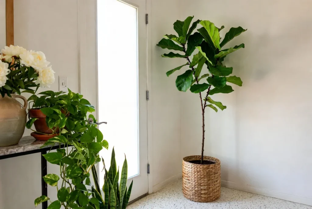 Bring in Fresh Greenery