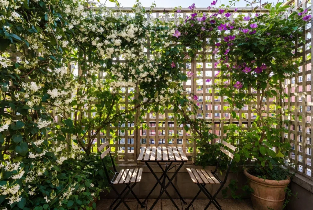 Create Privacy with Climbing Plants
