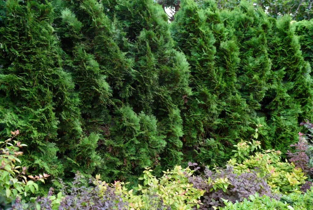 Evergreen Privacy Hedge with Layered Planting