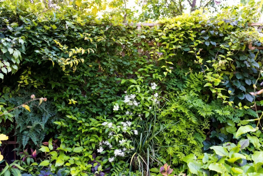Living Wall with Climbing Vines and Vertical Gardens