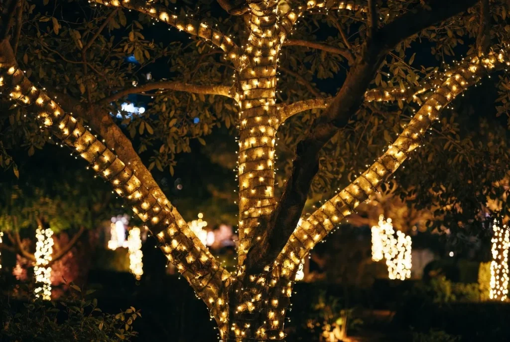 String Lights Through Tree Trunks