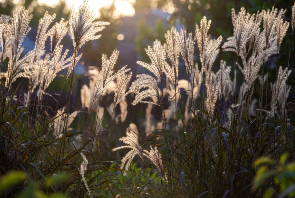 Tall Ornamental Grasses for Natural Screening