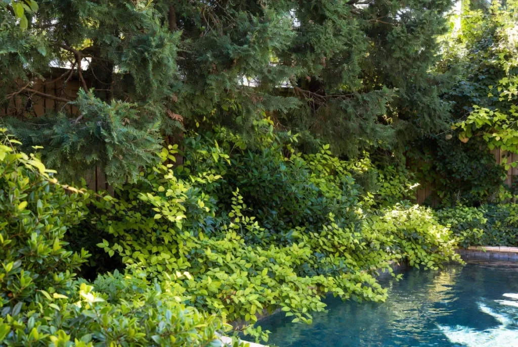 Privacy Landscaping Solutions for Pool Areas
