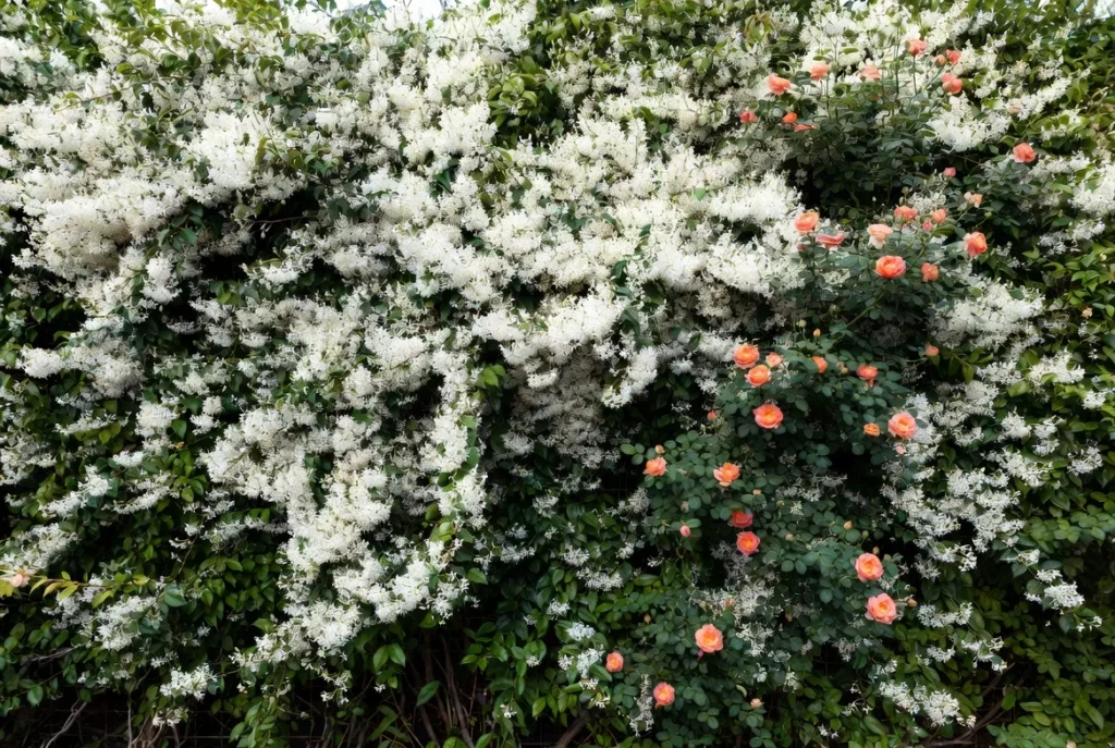 Vertical Garden Privacy Wall Systems